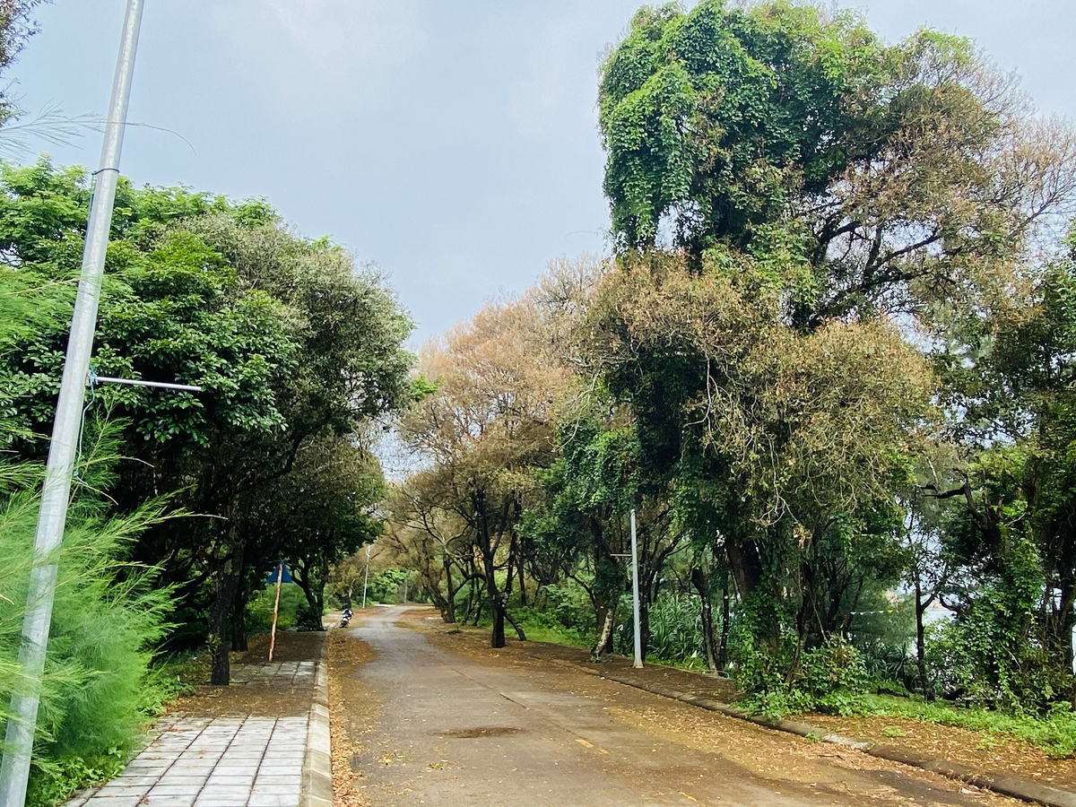The Choai Primitive Forest on Co To Island is one of the last remaining coastal rainforests in northeastern Vietnam