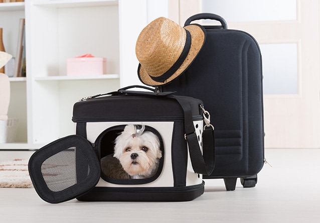 Transport d'animaux de compagnie