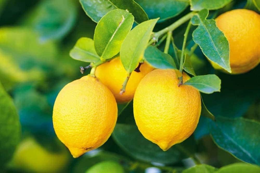 A tangy citrus from India, with a sharp, acidic flavor perfect for adding zest to traditional dishes or refreshing drinks