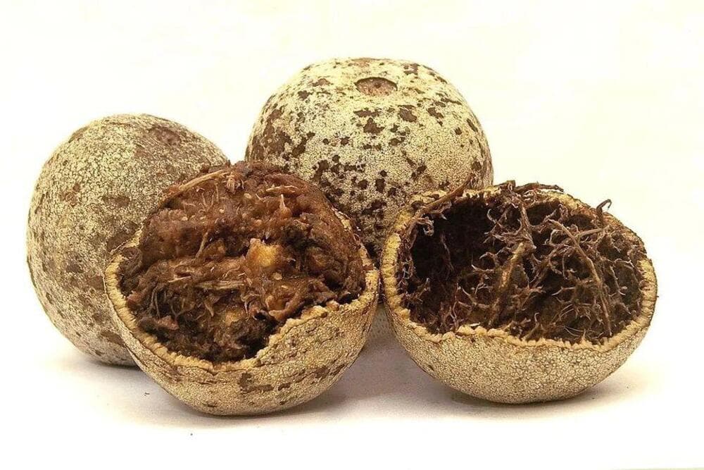 A fruit with a tough outer shell and sweet, tangy, spongy flesh, often used in traditional remedies