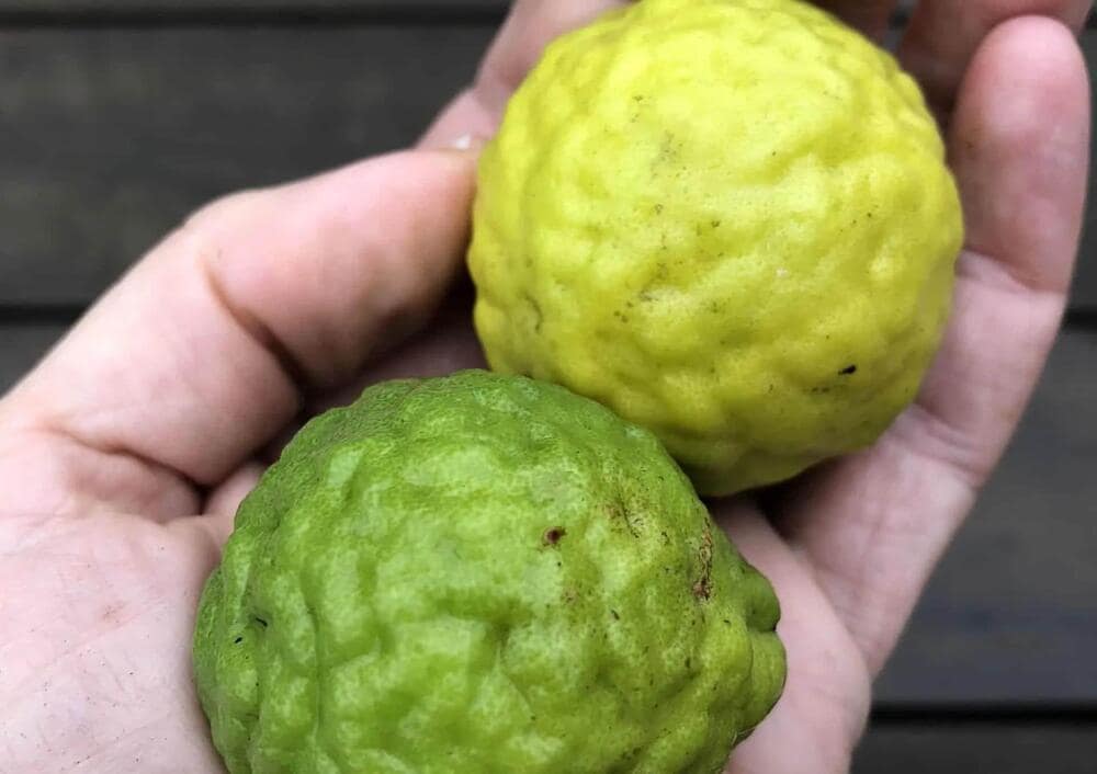 A small, fragrant lime with bumpy skin, prized for its aromatic zest and used in Southeast Asian cuisine