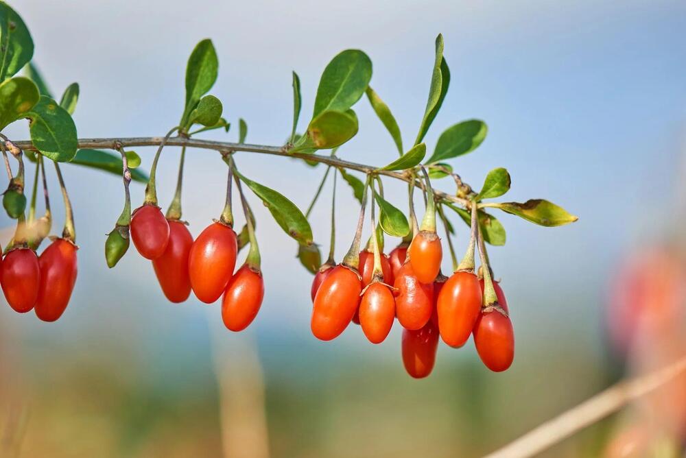 Goji berries are sometimes used in soups or stews in traditional Asian cooking