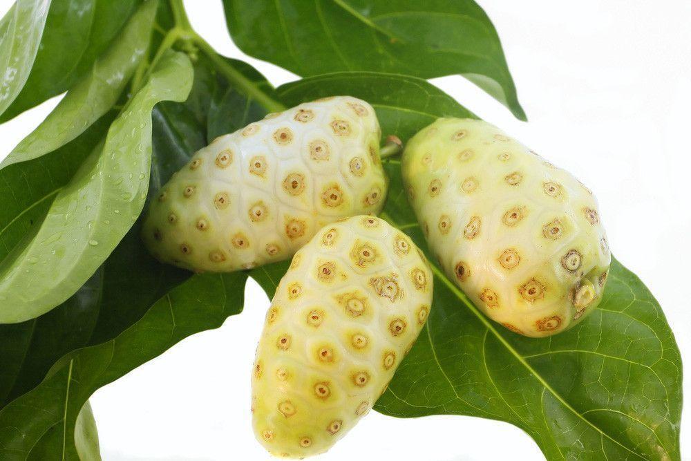 Noni fruit, famous for its strong aroma and health benefits, particularly for boosting immunity.