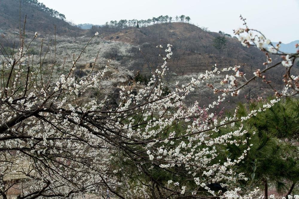The highlands are covered with blooming white plum blossoms in spring. (Source: Freepik)