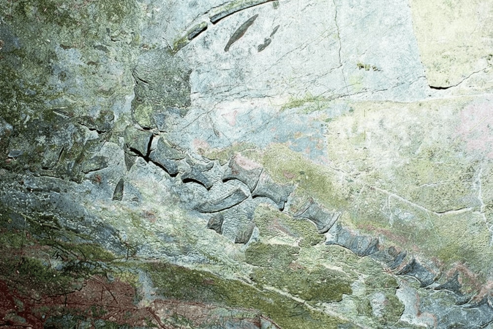 230 million year old fossil skeleton of a 