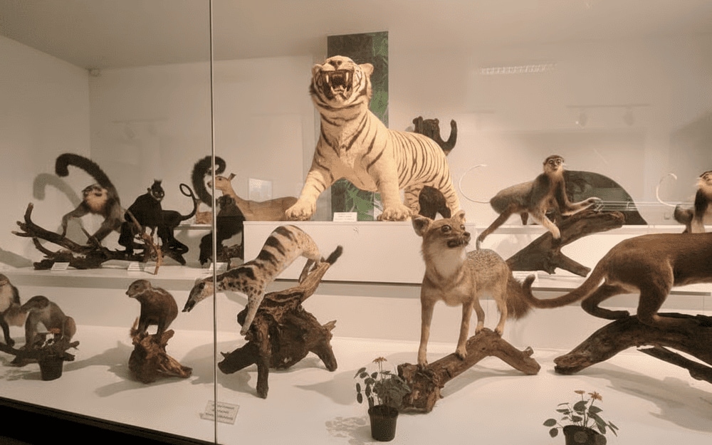 Cuc Phuong Museum currently preserves and displays about 450 specimens of animals, birds, reptiles