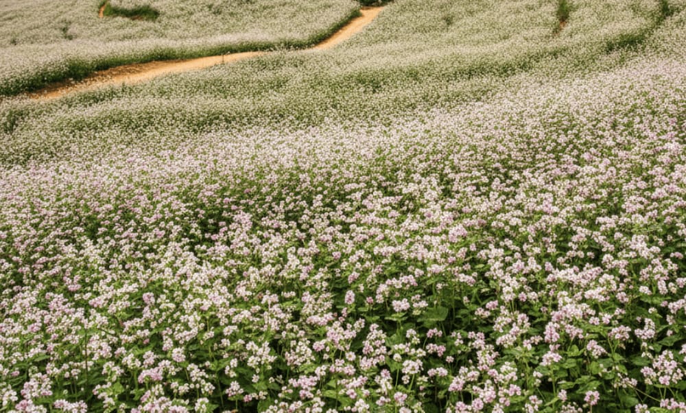 The best time to visit Dong Van Karst Plateau largely depends on what kind of experience you're seeking