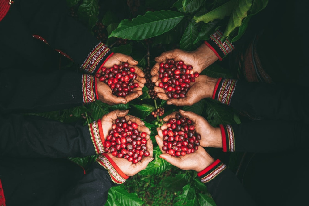 Vietnam ranks second worldwide in coffee production, with robusta beans making up the bulk of its output (Source: Pexels)