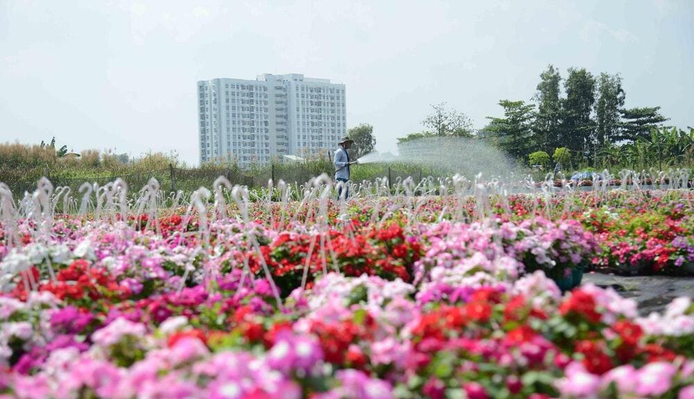 A traditional flower village known for its vibrant flower cultivation