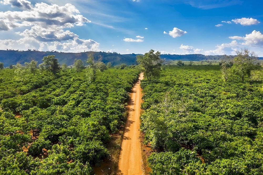 The romantic coffee hills of Khe Sanh