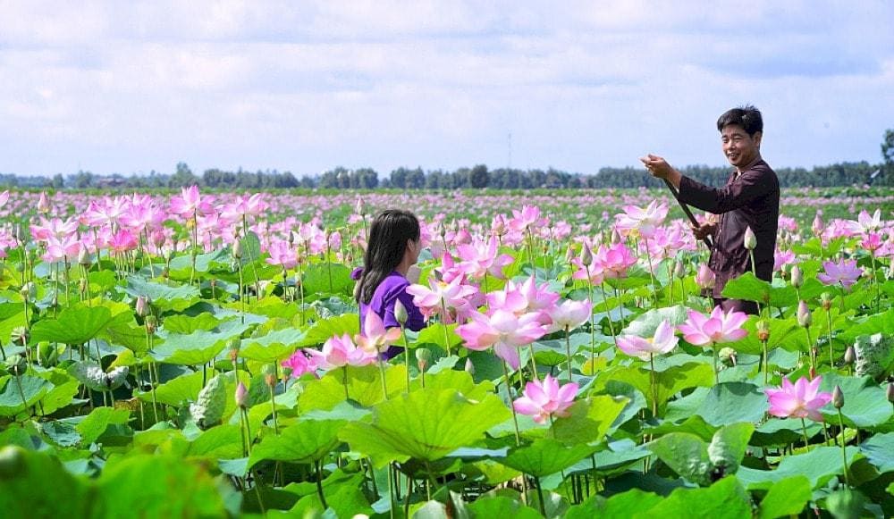 The famous photogenic spot - Lotus fields in Dong Thap Muoi