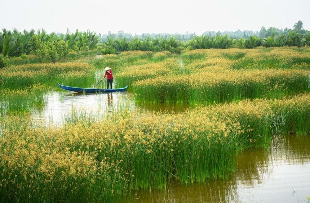 The rice paddle field landscape isn’t hard to find in Mekong Delta in Vietnam