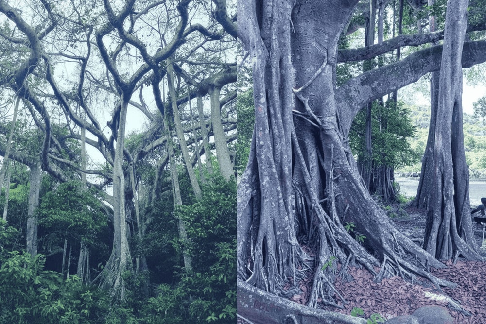 The thousand-year-old banyan tree, with its massive roots and canopy, is a popular attraction in the Son Tra Peninsula