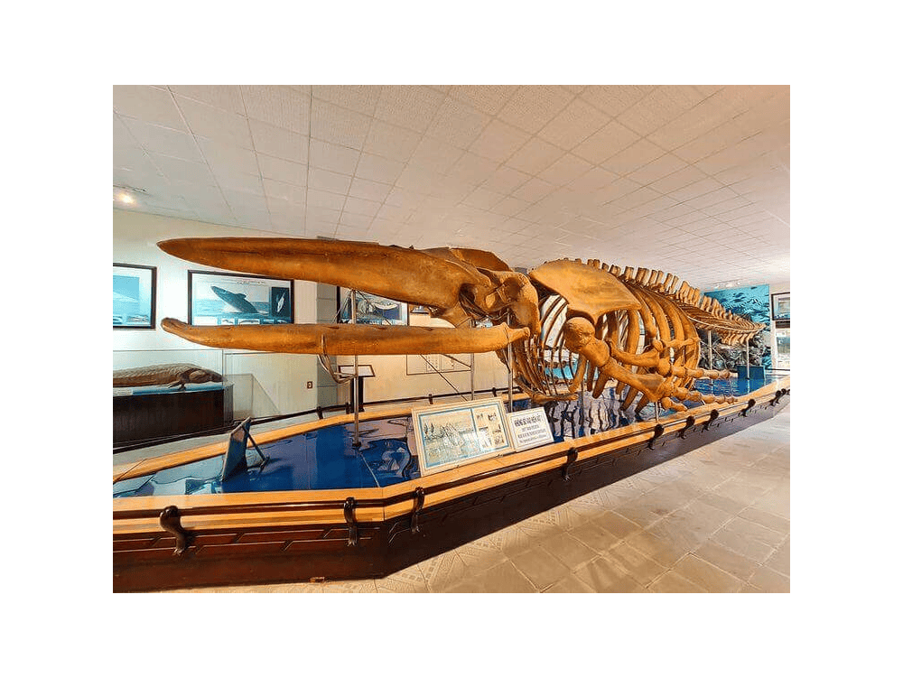 Explore Vietnam’s marine ecosystems through interactive models and educational displays