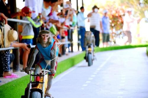 The exciting performances by the monkeys will amaze and astonish visitors