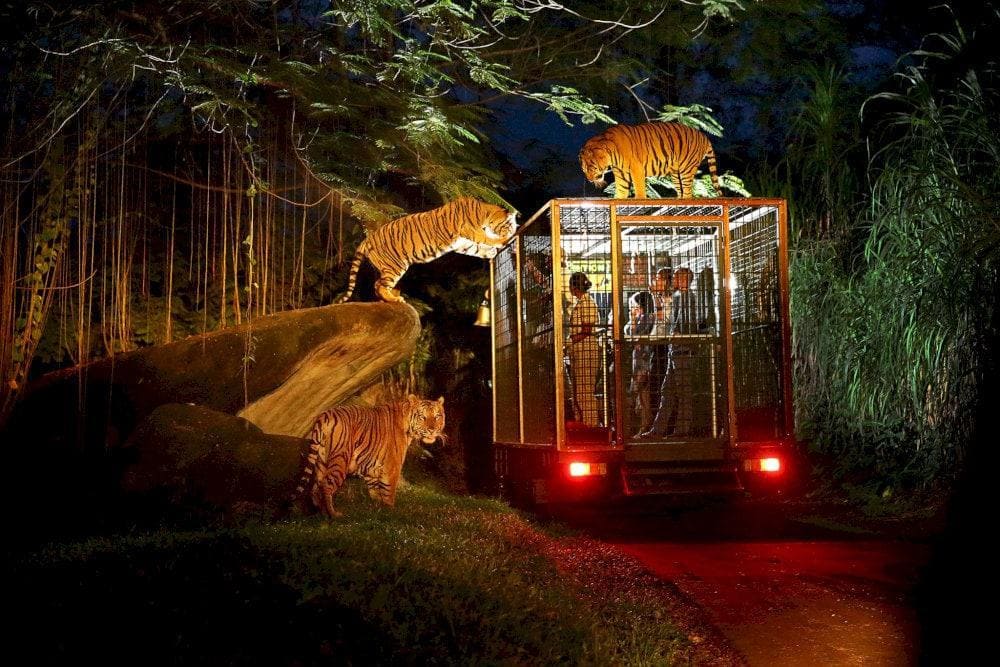 This immersive experience offers a rare opportunity to witness the wildlife of Phu Quoc in their natural nighttime habitat