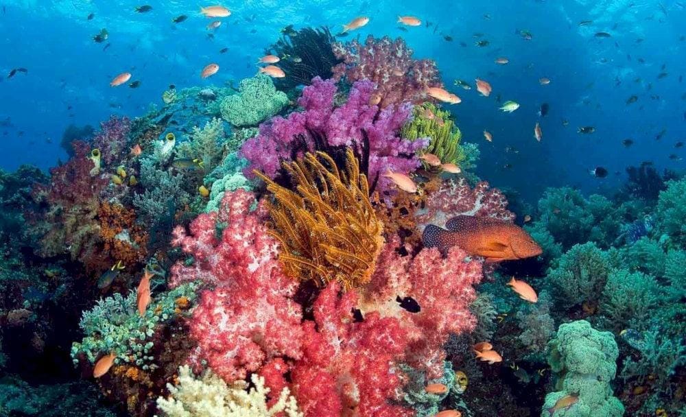 Vibrant waters make Phu Quoc a premier destination for underwater walking (Source: phuquoctrip.com)
