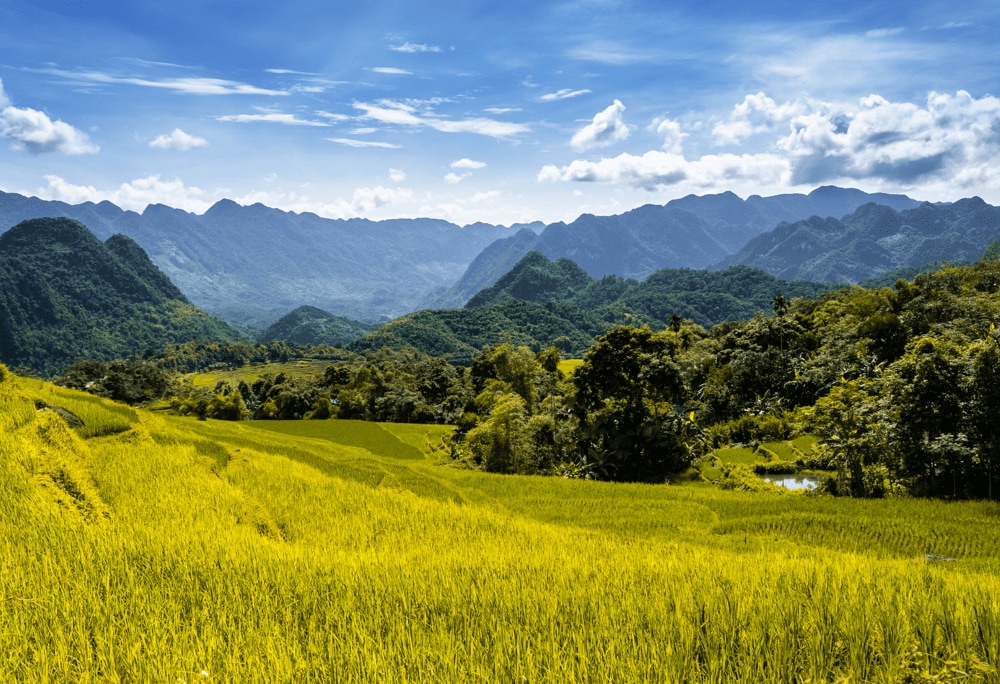 Pu Luong’s mountains are blanketed in tropical rainforest, while its valleys unfold into cascading terraces of cultivated rice fields (Source: Canva)