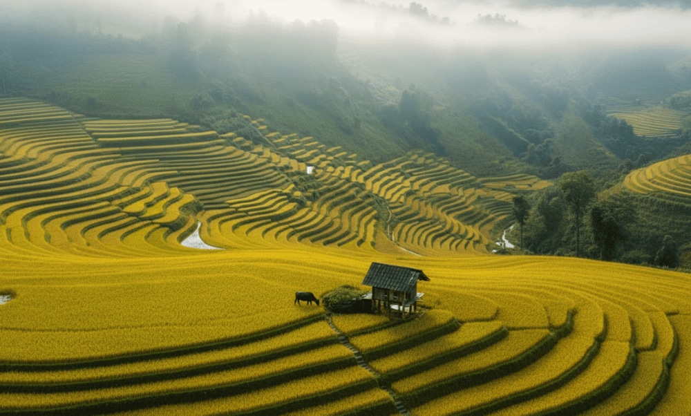 Sapa's golden season is one of the times when this land possesses the most impressive beauty of the year