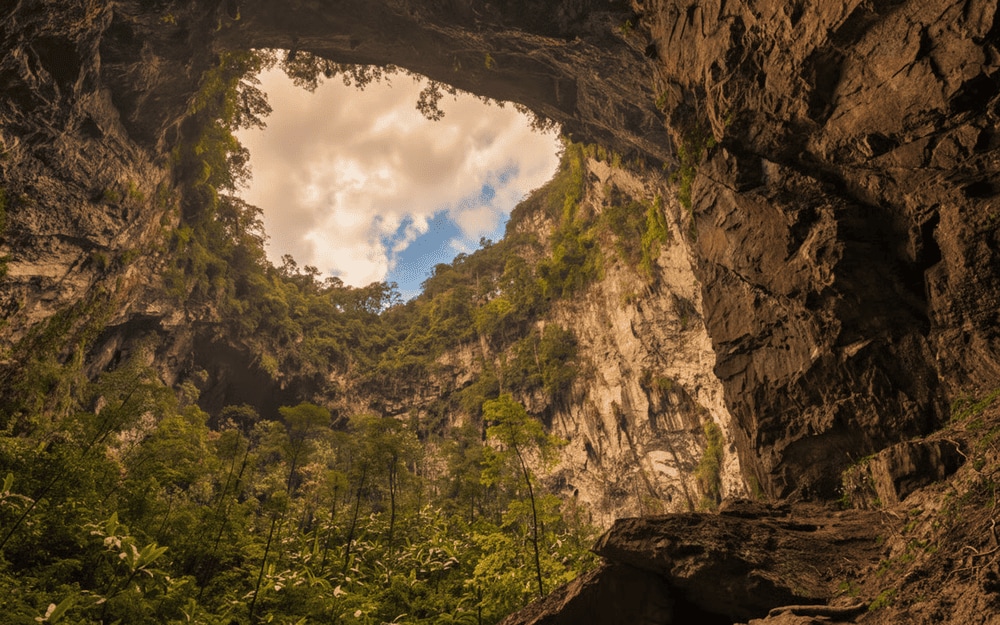 These massive openings support patches of jungle and rare ecosystems within the cavern