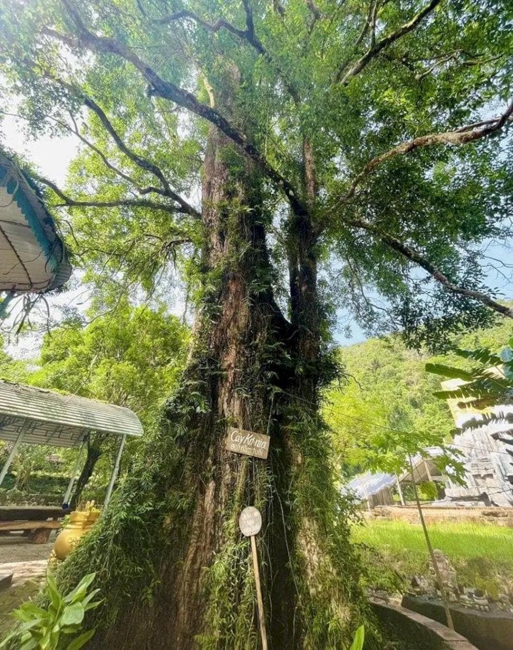 The Konia tree is over 800 years old