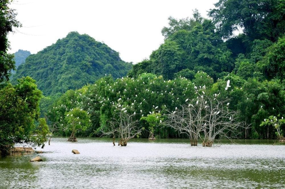 This place has rapidly become one of Ninh Binh's top attractions, offering tourists an unforgettable experience, combining ecological preservation with leisure