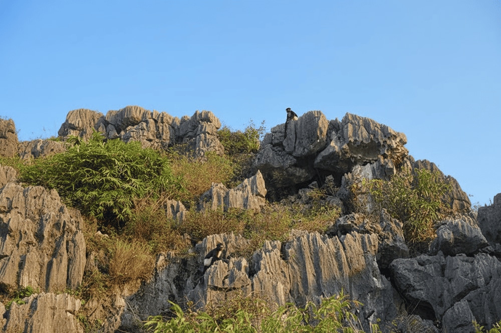 Van Long is home to many rare animals, including the Delacour's langur – a local symbol of wildlife conservation