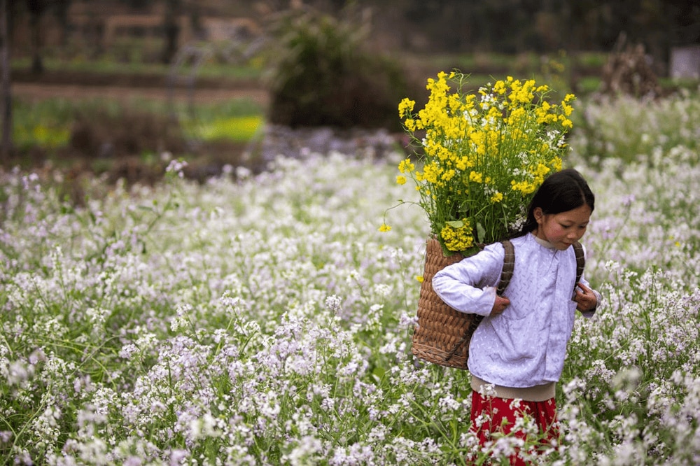 The Buckwheat Flower Festival in Ha Giang celebrates the region’s iconic blooms with music, markets, and ethnic cultural showcases (Source: Pexels)