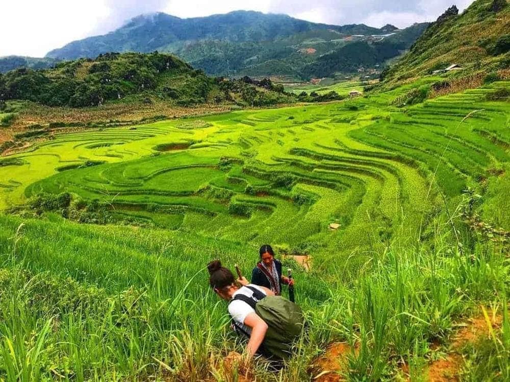 A solo hiker treks through mist-covered trails lined with glistening green rice fields