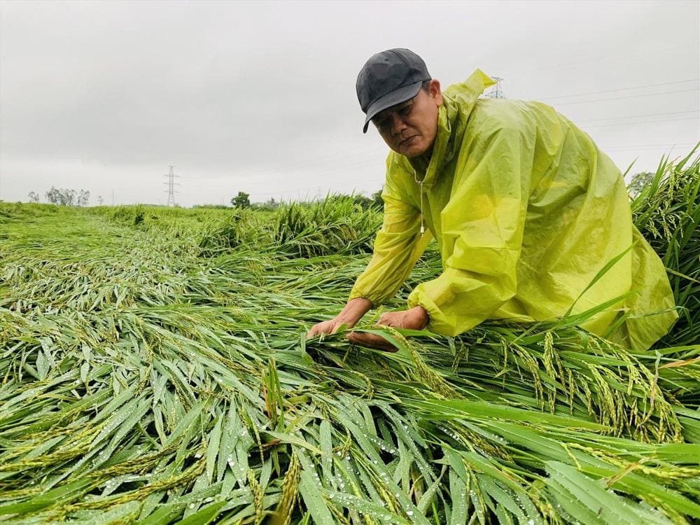 Lush rice terraces shimmer under grey skies as Vietnam enters its rainy season