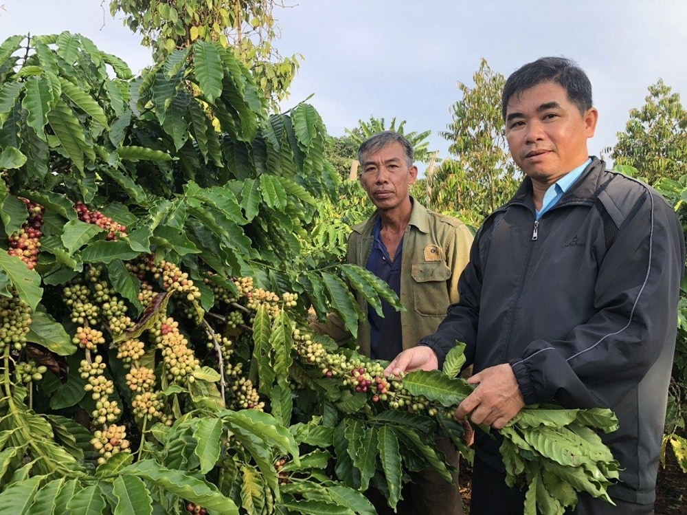 Vietnamese farmers harvesting coffee beans in the Central Highlands.