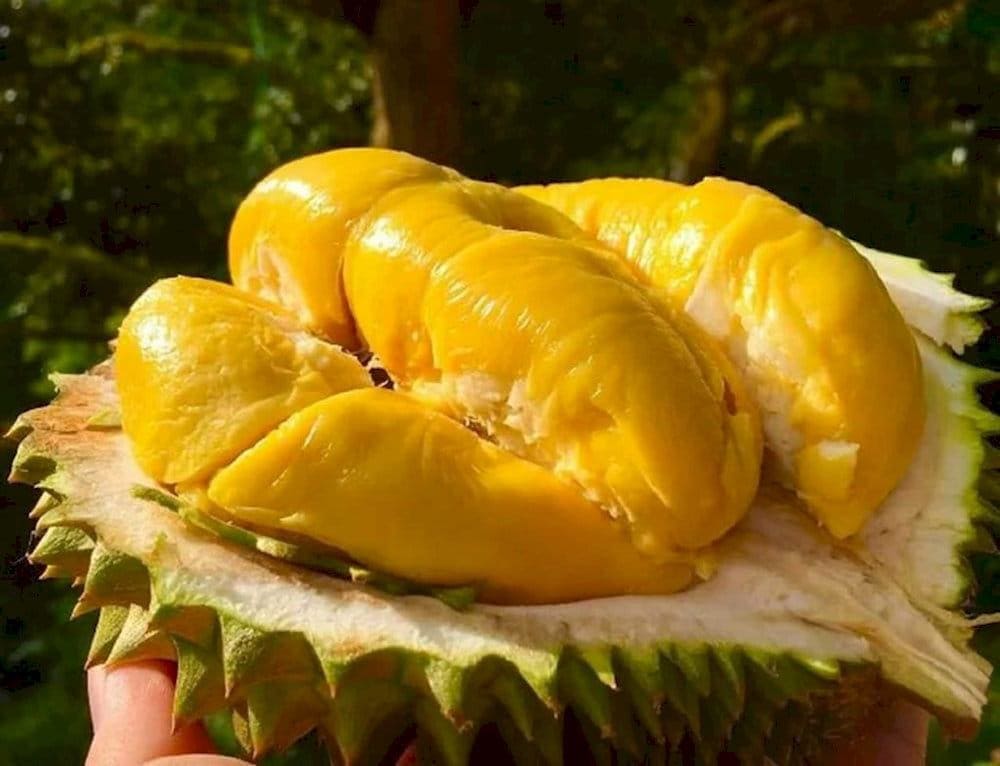 Vietnamese durian is currently in hot demand