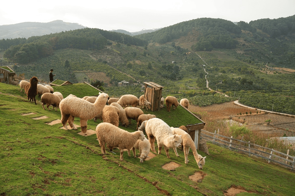 Chika Farm was inspired by European open farms, bringing gentle livestock and nature-based education to Vietnam’s Lam Dong province (Source: Fanpage Chika Farm)