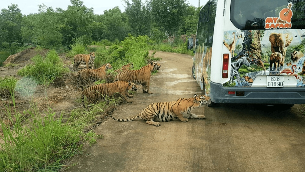My Quynh Safari, located in Long An, is the first semi-wild safari zoo in the Mekong Delta region (Source: My Quynh Safari)