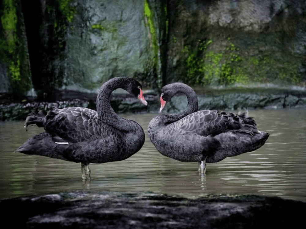 The Zoo at Dam Sen Park is one of the oldest urban zoos in Ho Chi Minh City (Source: Dam Sen Park)