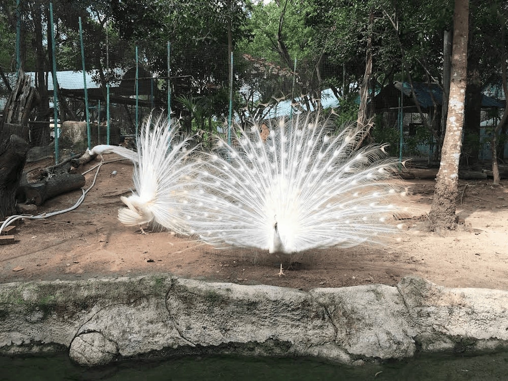 With a mix of open-air habitats and shaded enclosures, this zoo is part of the massive Dai Nam Wonderland complex (Source: Vu Tran - Google Maps)