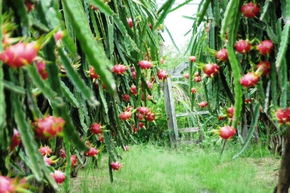 Tham quan các vườn thanh long gần biển Kê Gà (Nguồn: Bình Thuận Today)