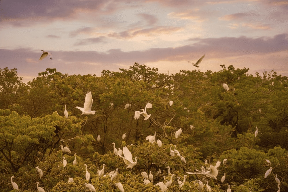 Vườn cò Tư Sự