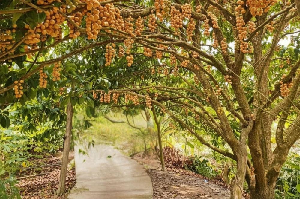 Vườn Dâu Cái Tàu Út Thặng