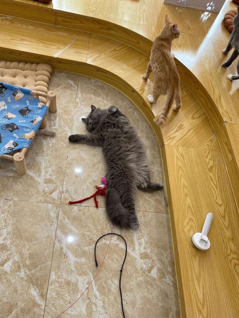 Không gian chơi đùa cùng các chú mèo tại quán