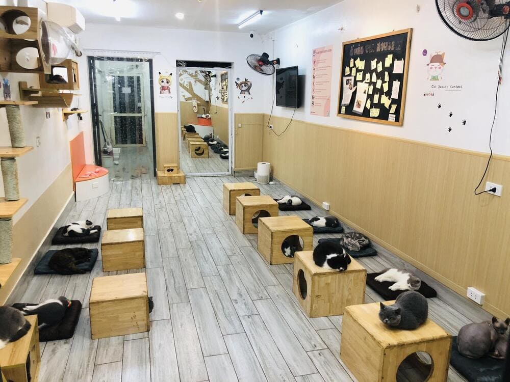 Không gian nhỏ nhắn, ấm cúng của Ổ Mèo Tea House