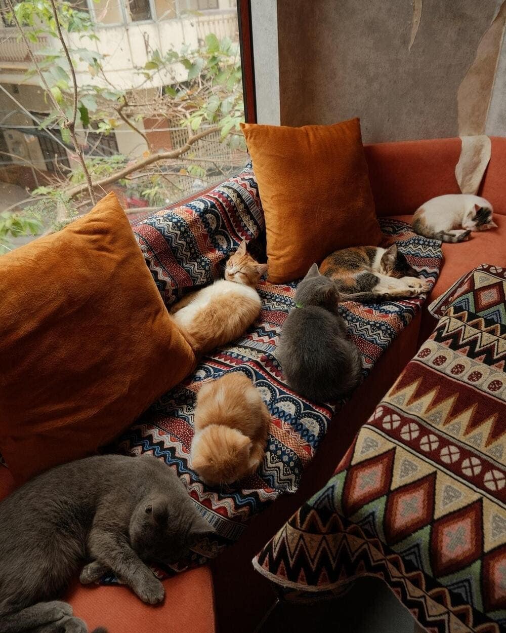 Không gian quán yên tĩnh với nhiều bé mèo dễ thương