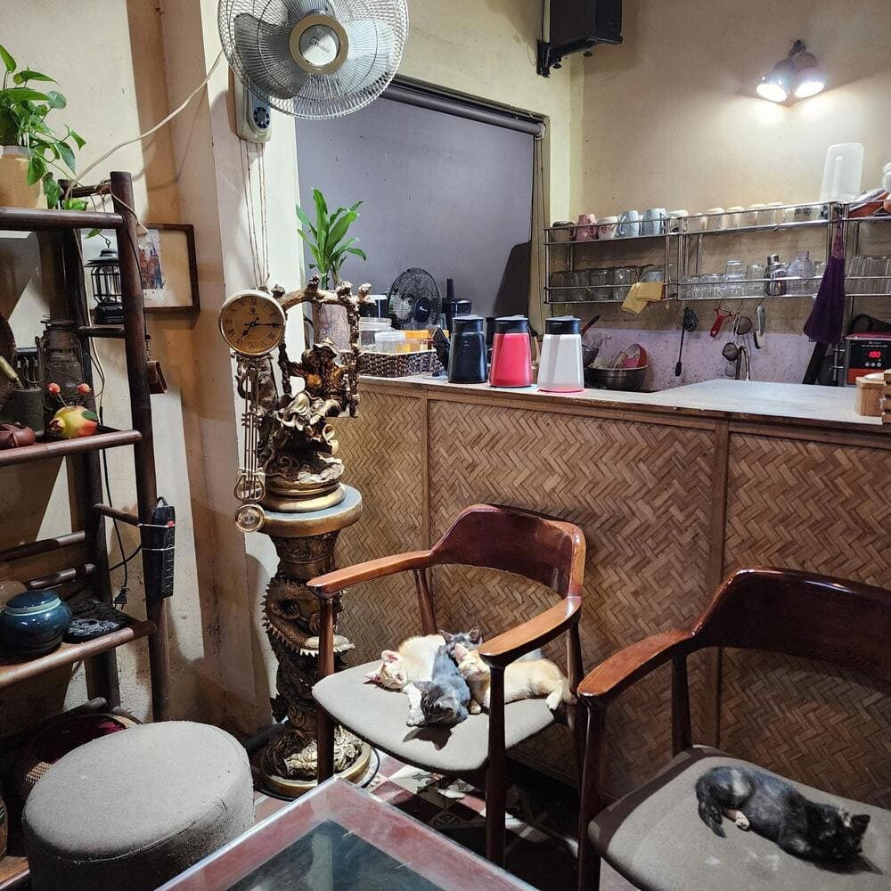 Không gian yên tĩnh với những chú mèo con đáng yêu tại Kẻ Cót