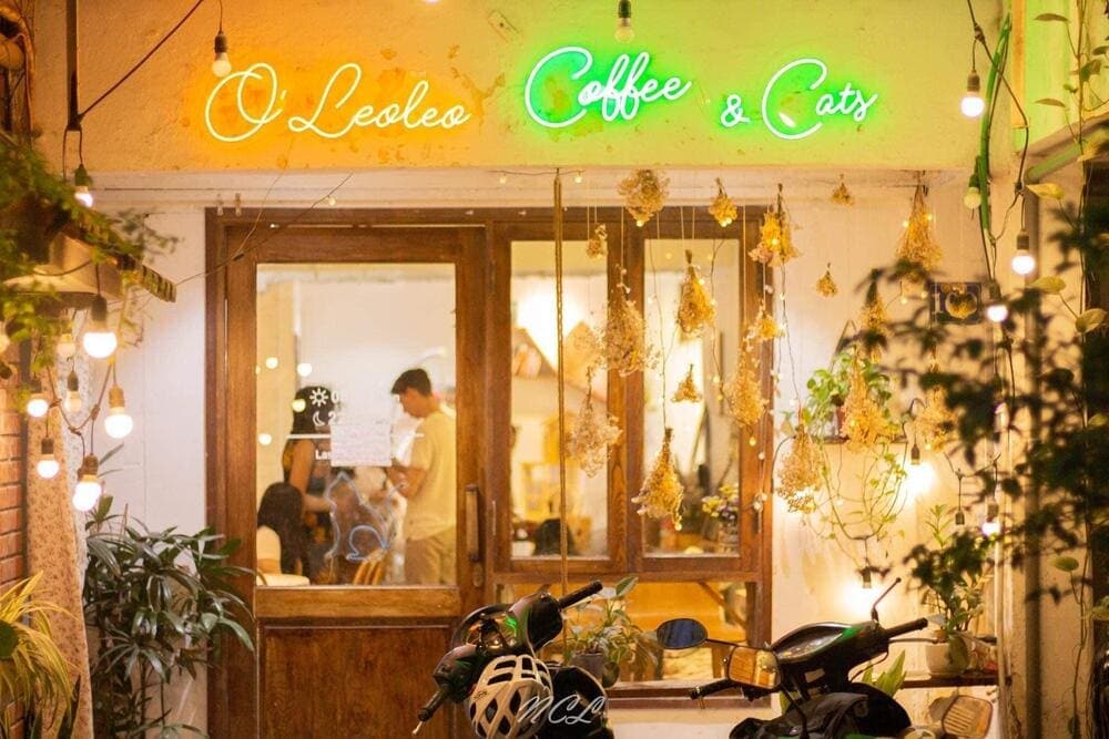Tận hưởng khoảng thời gian thư giãn tại không gian của quán Oleoleo Coffee & Cats