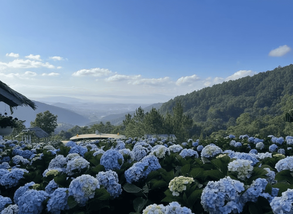 Khung cảnh thiên nhiên hoang sơ, xinh đẹp tại Cao Nguyên Hoa Đà Lạt.