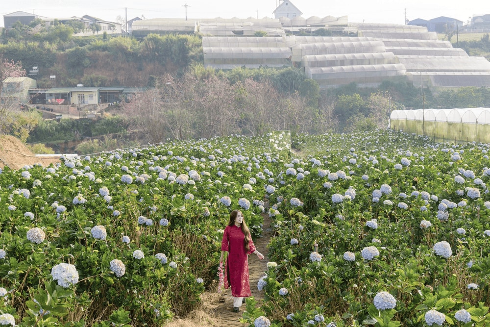 Vườn hoa Cẩm Tú Cầu là thiên đường hoa với những chùm hoa xanh, tím nở rộ khắp không gian (Nguồn: Cánh đồng hoa Cẩm Tú Cầu Đà Lạt - Catuka garden&coffee)