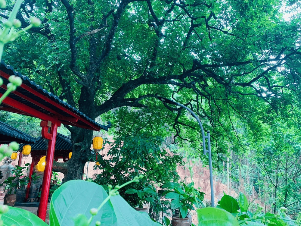 Gốc cây thị hàng trăm năm tuổi đến nay vẫn xanh tươi, rợp bóng quanh năm. (Nguồn: Fanpage Chùa Cây Thị)