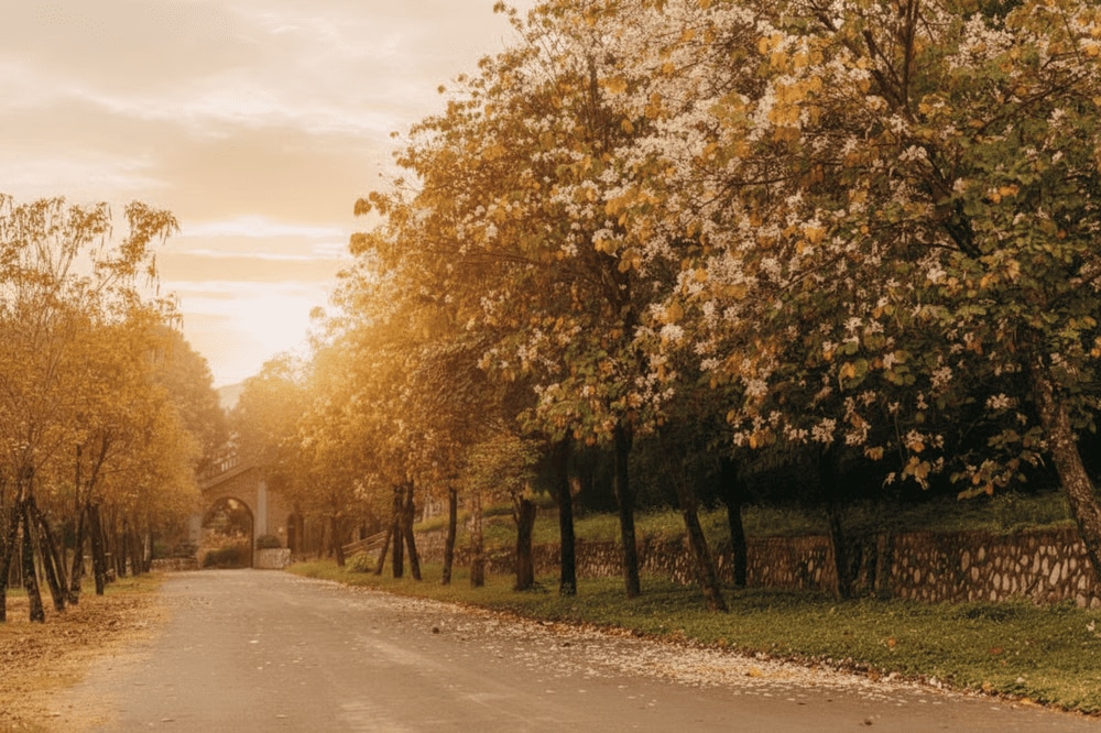 Nếu đi vào mùa xuân, bạn cũng có thể ngắm hoa ban nở khắp chốn Tam Chúc