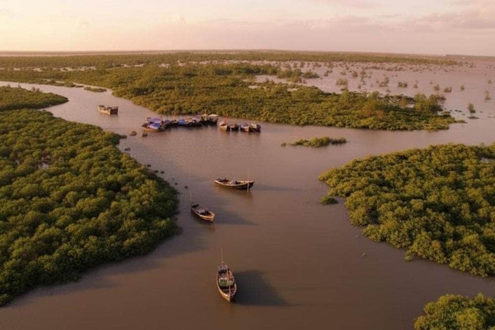 Khám phá rừng ngập mặn và hệ sinh thái đa dạng