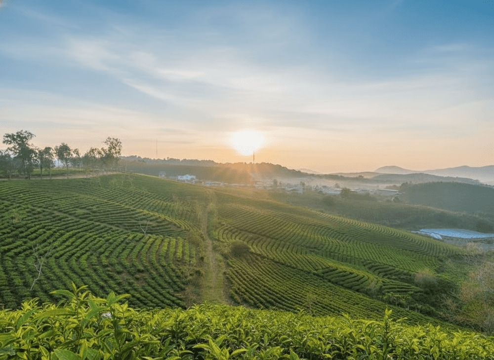 Đồi chè Cầu Đất thu hút nhiều du khách bởi không gian xanh ngát, rộng lớn giữa phố núi Đà Lạt